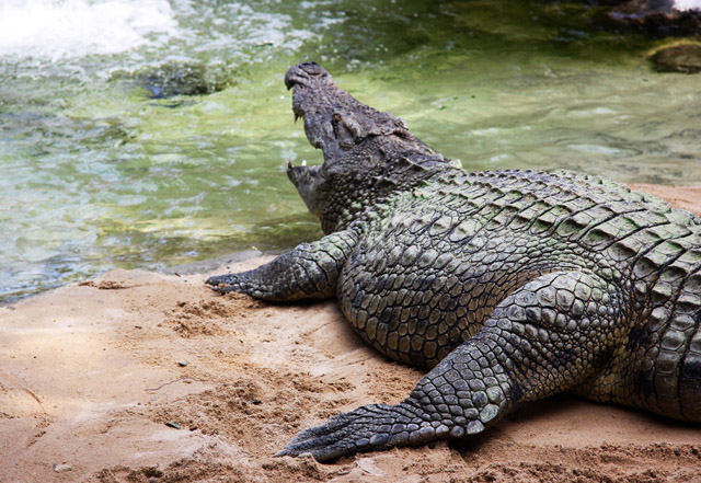 Krokodil 4346