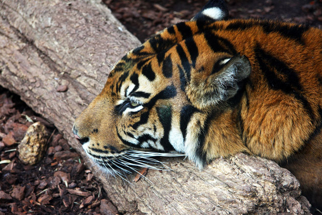 Tiger 4616